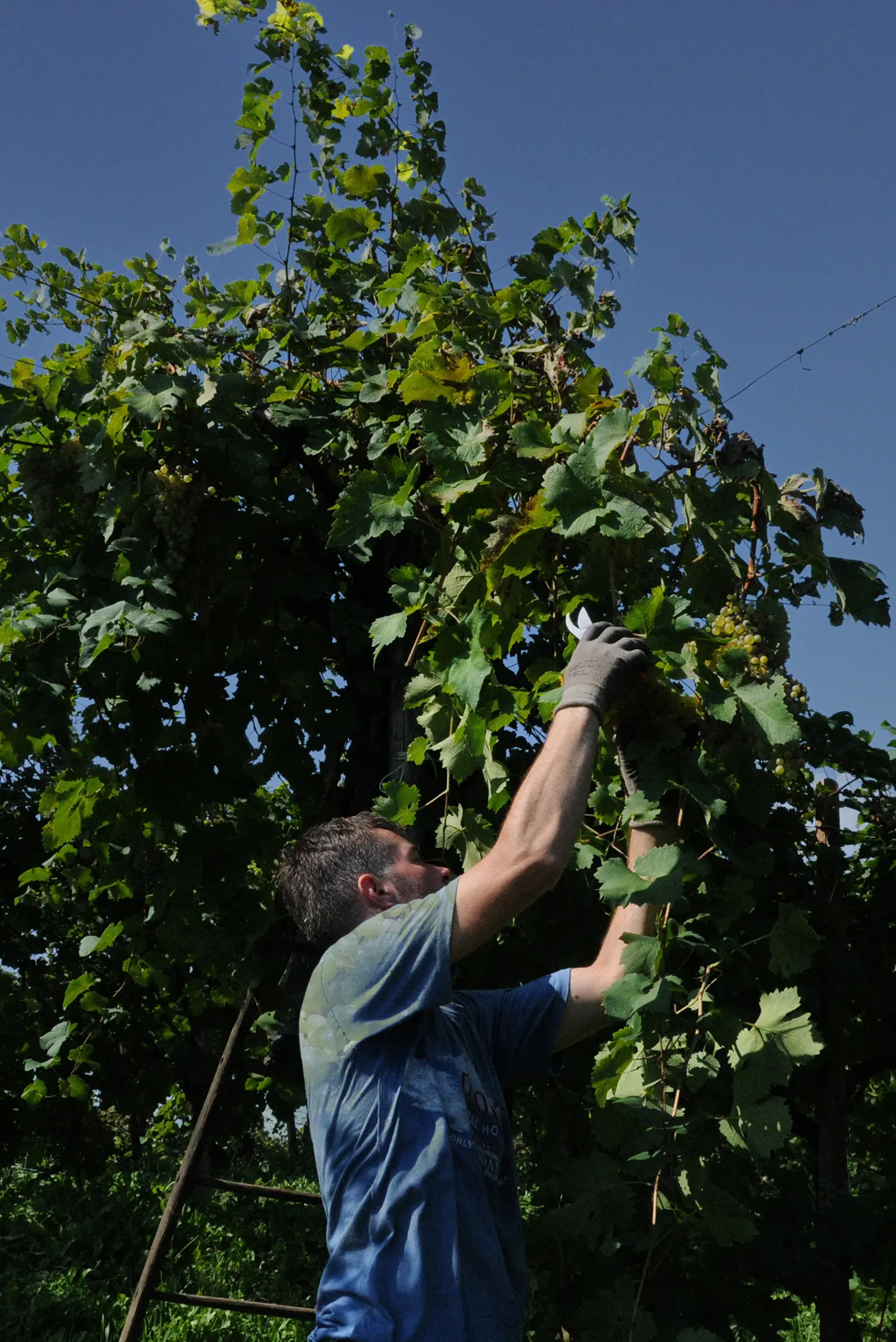 Scena di vendemmia