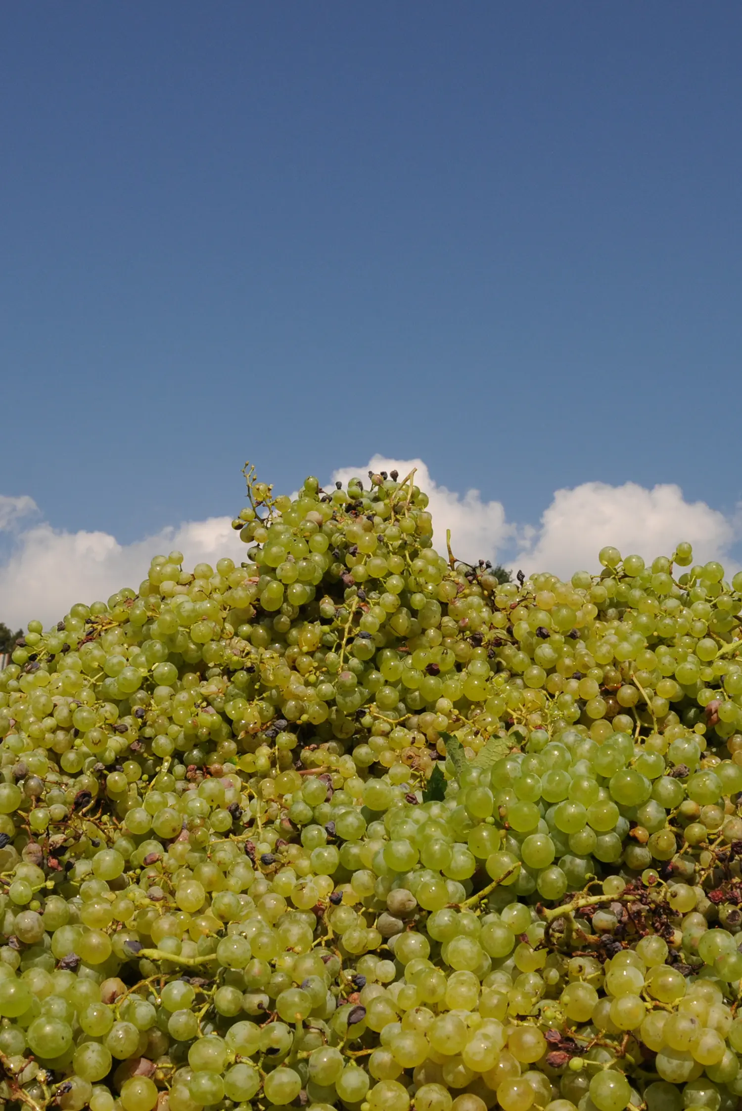 Raccolta della vendemmia con cielo e nuvole sullo sfondo